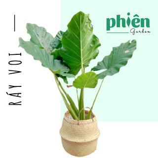 Cây Ráy Voi để nội thất, Cây Ráy Cảnh cao 100cm lá siêu đẹp
