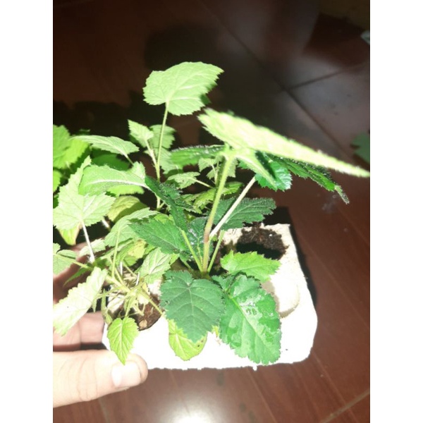 Combo 5 cây mâm xôi cấy mô