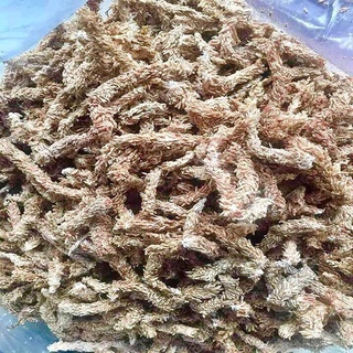 Rêu sâu chile cao cấp giữ ẩm tốt gói 50g