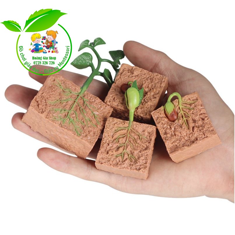 Mô hình vòng đời nảy mầm của hạt - Vòng đời cây đậu