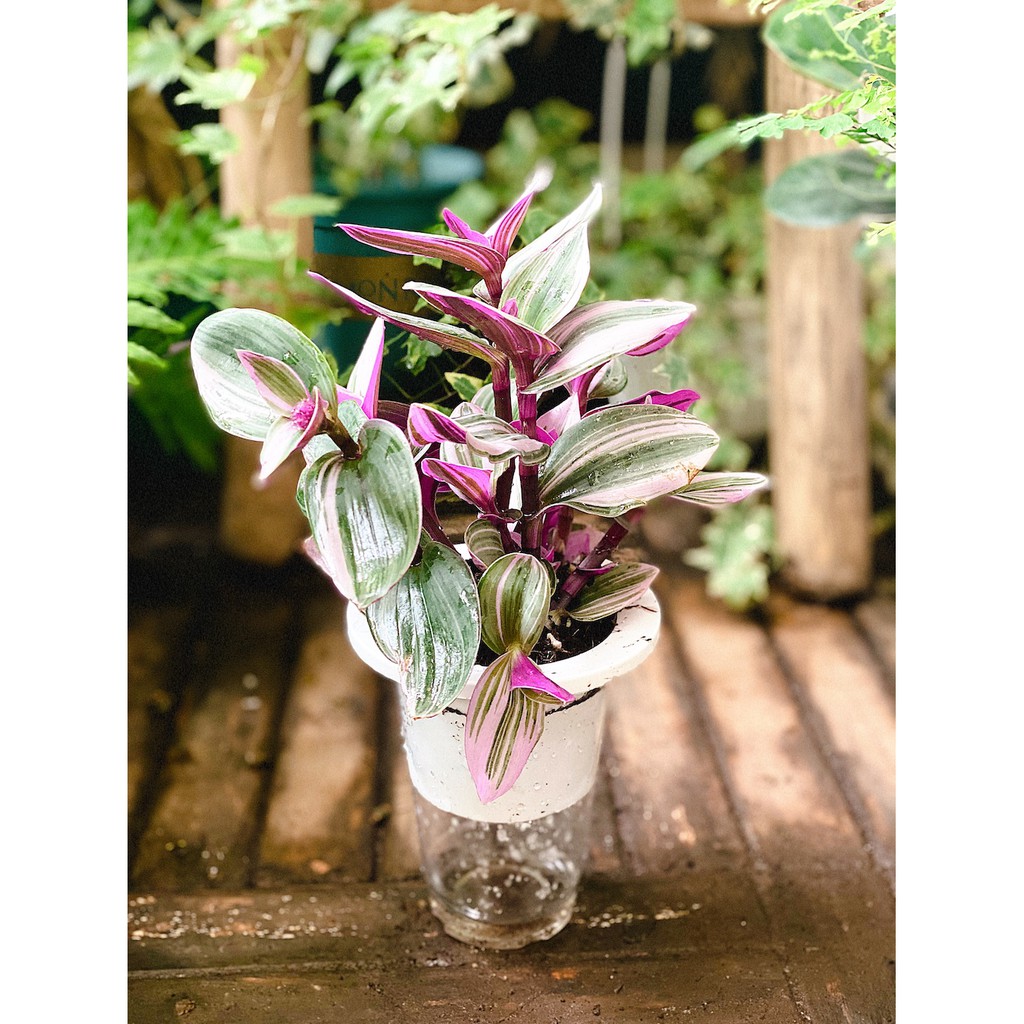 Chậu cây Tradescantia albiflora Nanouk (Tradescantia Nanouk) – Thài Lài Hồng Nanouk, Thài Lài Đột Biến thủy sinh TC3T