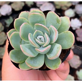 sen đá size nhỏ ngẫu nhiên