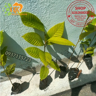 cây dầu giống-combo 5 cây