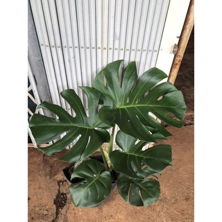 Trầu bà lá xẻ Nam Mỹ ( size 45cm)