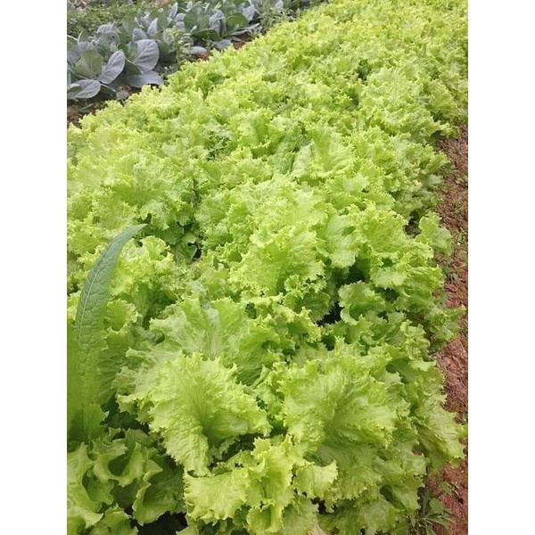 Gói 5gr hạt giống xà lách mix
