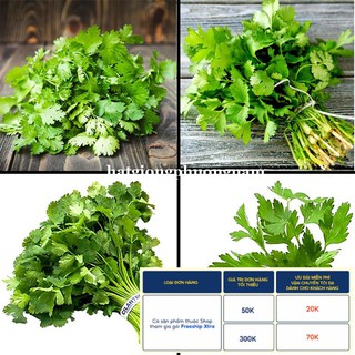 20GR - HẠT GIỐNG RAU NGÒ