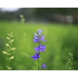 Hạt giống hoa Violet