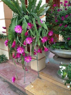 cây giống hoa nhật quỳnh
