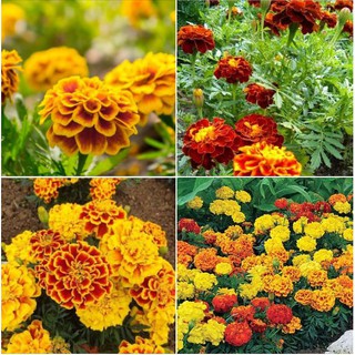 Bộ 3 gói hạt giống Hoa cúc vạn thọ Pháp Mix – tặng 1 phân bón