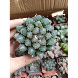 Sen đá kim cương Haworthia Cooperi