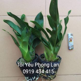 Vũ nữ hoàng hậu xanh, cây cở trung.