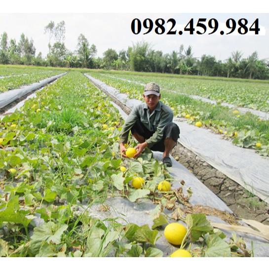 Màng phủ nông nghiệp 1,6x400x15mic Xuất xứ tại Việt Nam Cuộn Được Gập Thành 0,8m Để Dễ Dàng Vận Chuyển.