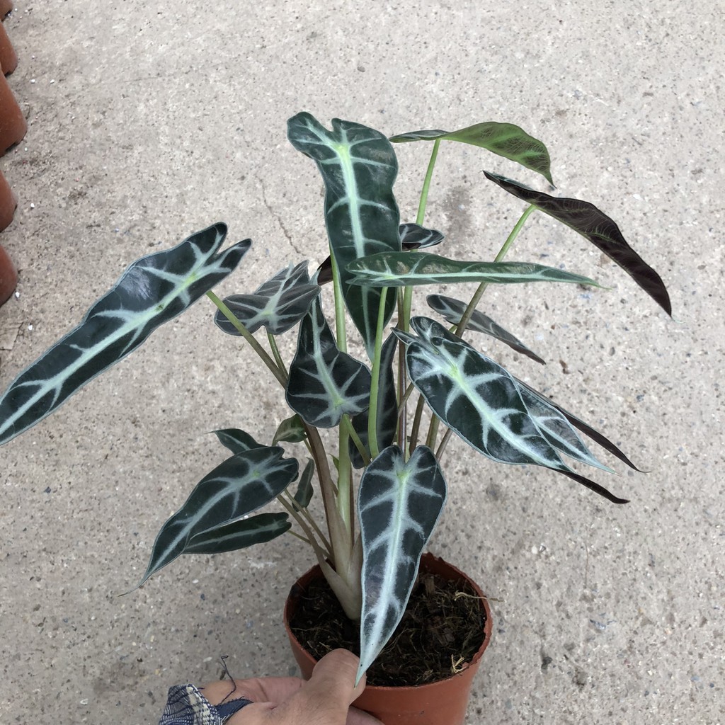 Cây để bàn - Cây môn quan âm cao 25cm bụi cây to khoẻ lá bắt mắt mang phong thuỷ tốt