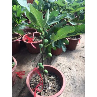 Cây giống sung mỹ