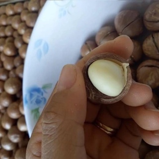Hạt Macca Đak lak