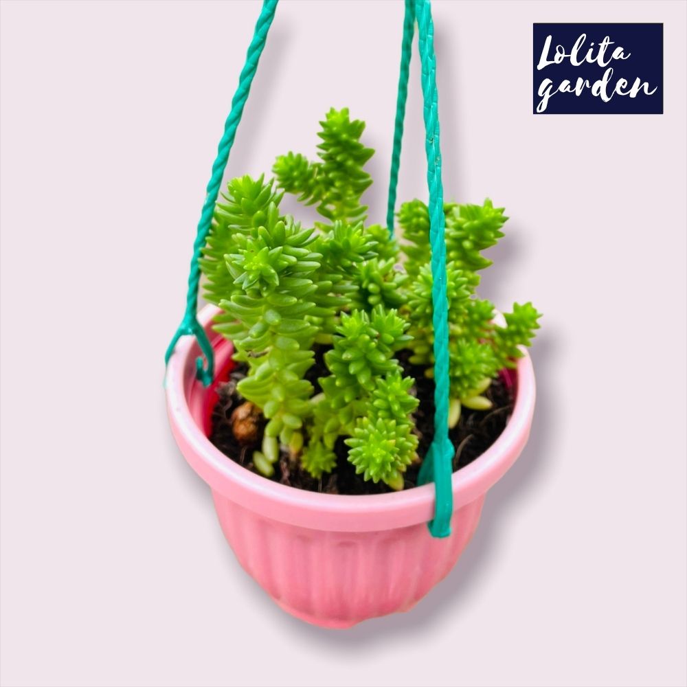Sen đá sedum rong biển trồng chậu treo Đà Lạt size trung bình cây cảnh trang trí nhà cửa Lolita garden