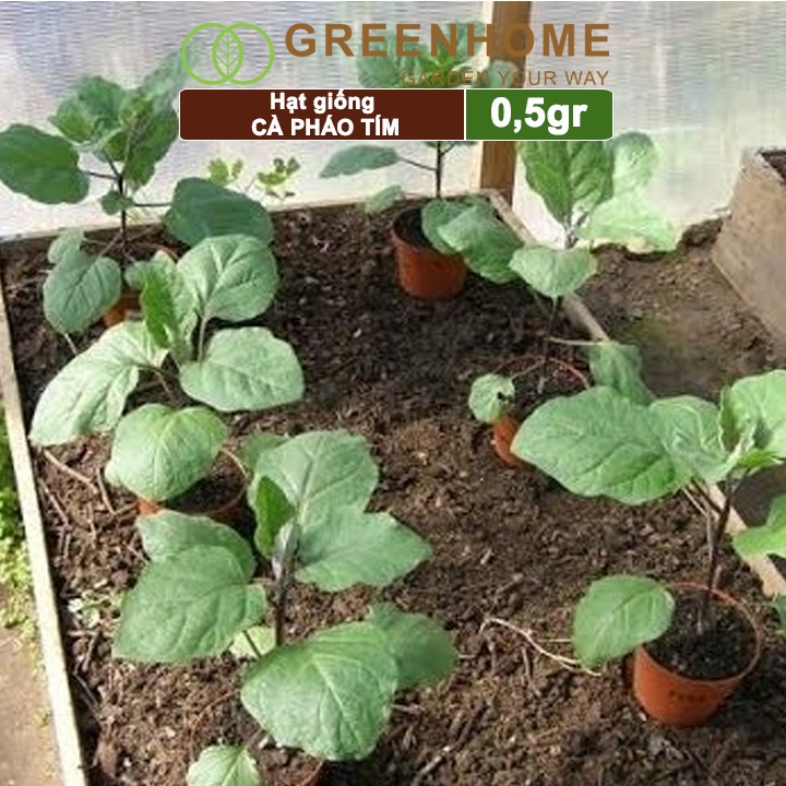 Hạt giống Cà tím tròn Greenhome, 0,5gr, cây sinh trưởng mạnh kháng bệnh tốt, thu hoạch nhanh