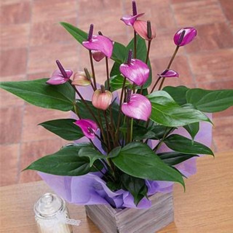 Chậu cứng Purple Arc Tulip Anthuriums