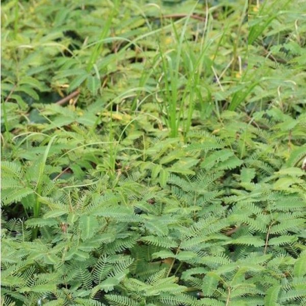 Hạt giống rau nhút  - Gói 50 Hạt KNS265