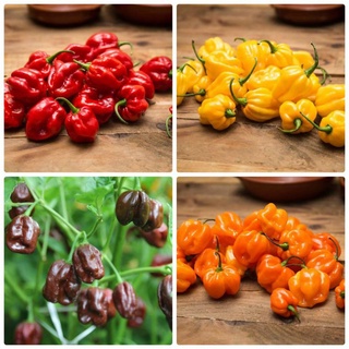 5 hạt giống ớt habanero mix cay nhất thế giới