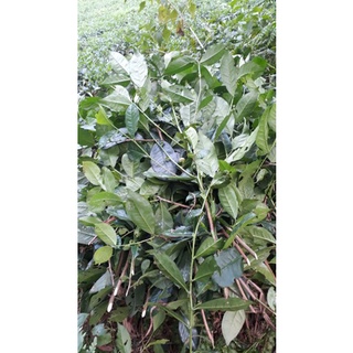 lá trà (chè) xanh tươi cả thân cành