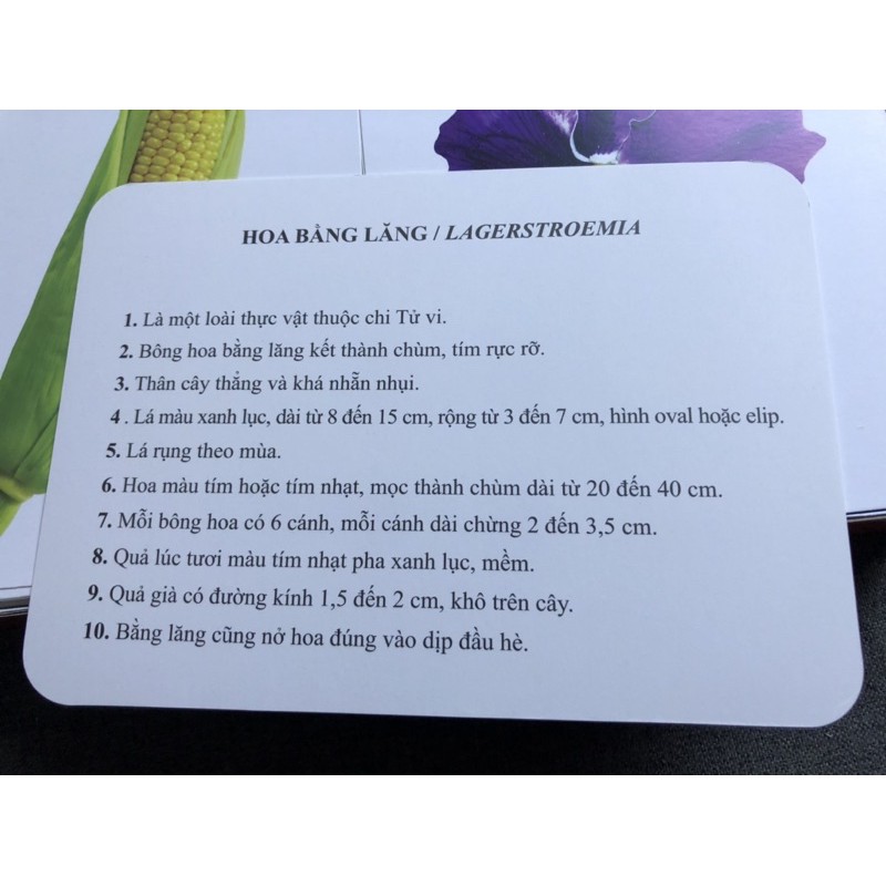 Bộ Flashcard dạy trẻ thế giới xung quanh 300 thẻ PH Glenn Doman