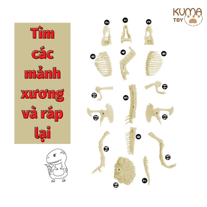 Bộ đồ chơi đào hóa thạch khủng long Dinosaur - Mô hình xương khủng long lắp ráp