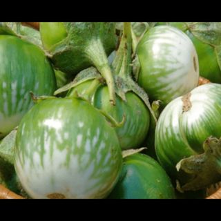 50 Hạt giống cà bát xanh da ếch