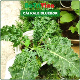 Cải kale xoăn xanh Kale BlueBor Mỹ, màu sắc bắt mắt, ngon, bổ dưỡng, dễ trồng và chịu nhiệt tốt