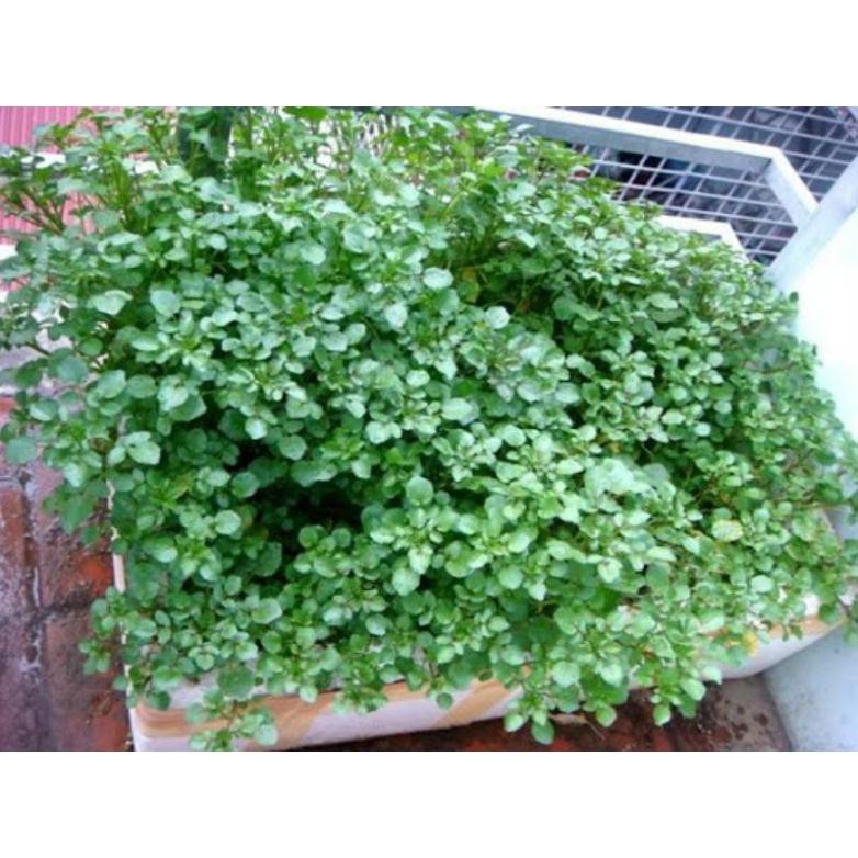 1000H- Hạt giống xà lách cải xoong