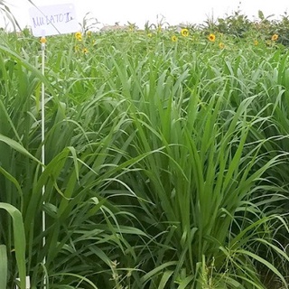 Cỏ Mulato 2 Chịu Lạnh (Gói 200g)