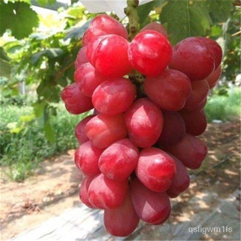 Hạt giống nho đen mùa hè Dễ trồng bốn mùa 10h