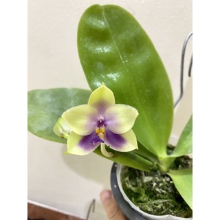 lan hồ điệp thơm, hồ điệp vàng 6 mắt