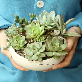 Chậu ang trắng mix sen đá