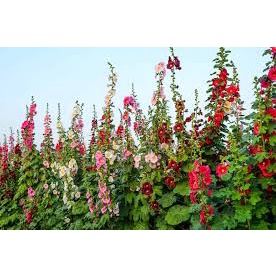 Hạt Giống Hoa Mãn Đình Hồng F1Hoa Nở Đẹp,Dễ Trồng