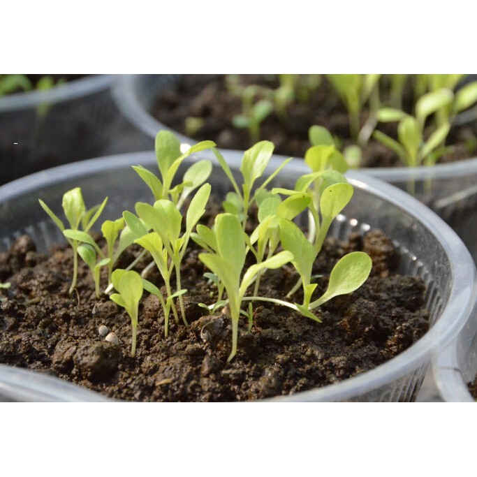 Hạt Giống Hoa Pansy /Hoa Cánh Bướm Mix Nhiều Màu  - MUA 3 TẶNG 1 CÙNG LOẠI