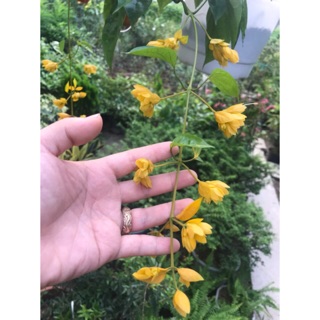 Lan hoàng dương chỉ 100k