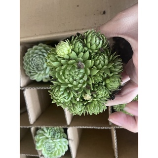 COMBO 5 CHẬU PHẬT BÀ 9CM 200k