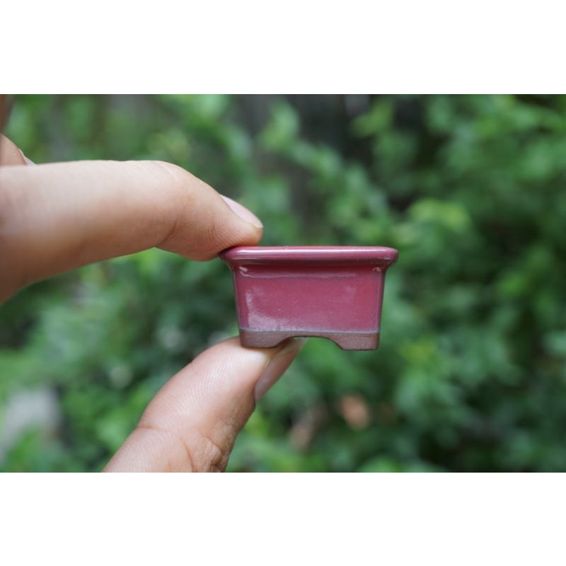 Chậu siêu mini buzan