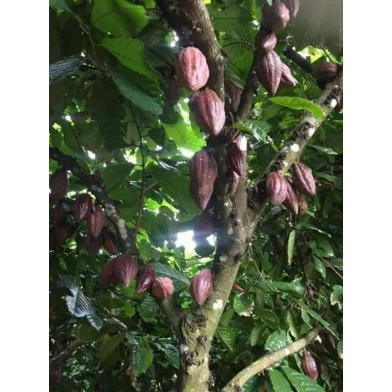 Bột cacao nguyên chất chuẩn 100% uy tín chất lượng, hàng sạch chuẩn đảm bảo 1kg