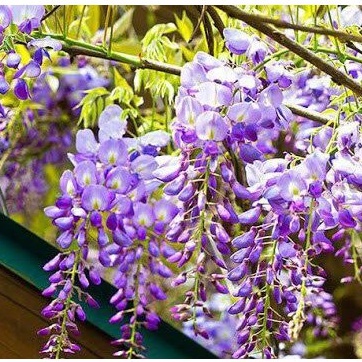 HẠT GIỐNG HOA TỬ ĐẰNG THÂN GỖ CỰC KÌ ĐẸP GÓI 5 HẠT