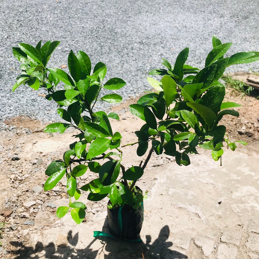 Cây Giống Chanh bông tím