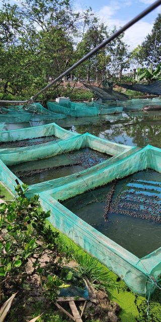 Tráng nuôi ếch 4x2x1v20