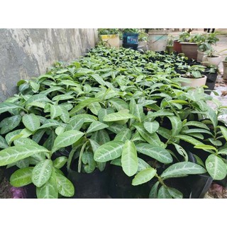 Cây Lưỡi Nhân