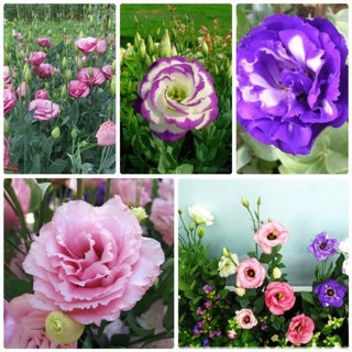 Hạt giống hoa cát tường Mix nhiều màu