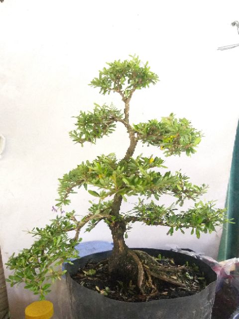 Linh sam bonsai thành phẩm
