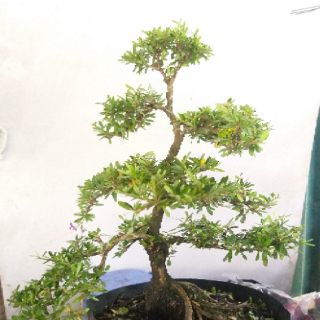 Linh sam bonsai thành phẩm
