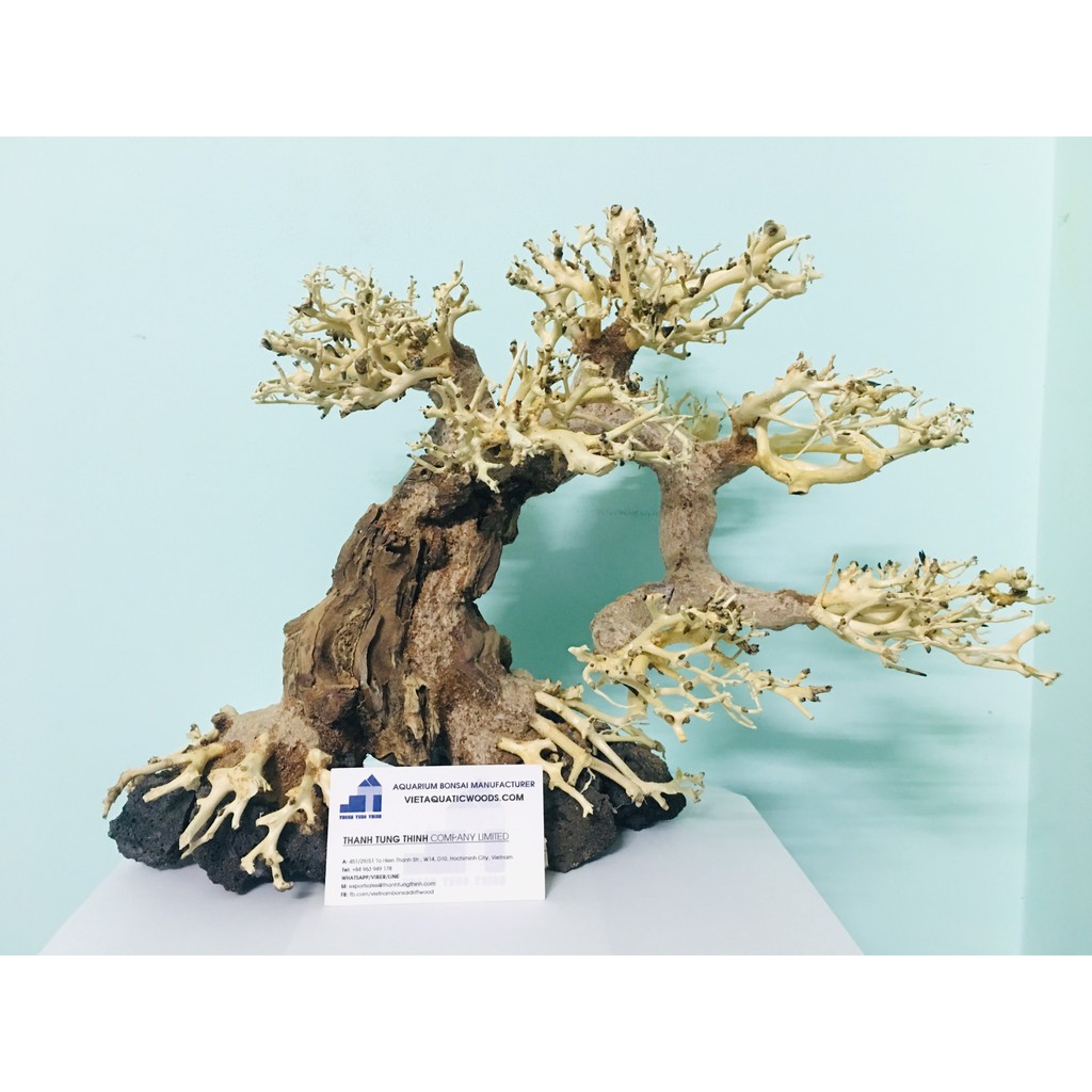 Lũa bonsai cho hồ thuỷ sinh bám đá BS03