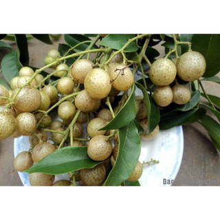 Móc mật tươi ngâm