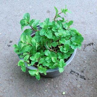 Chậu Cây Rau Húng Lủi